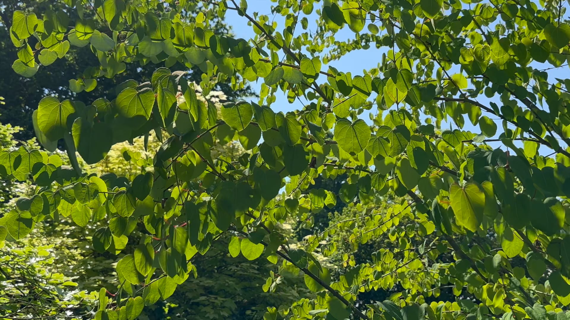 Load video: