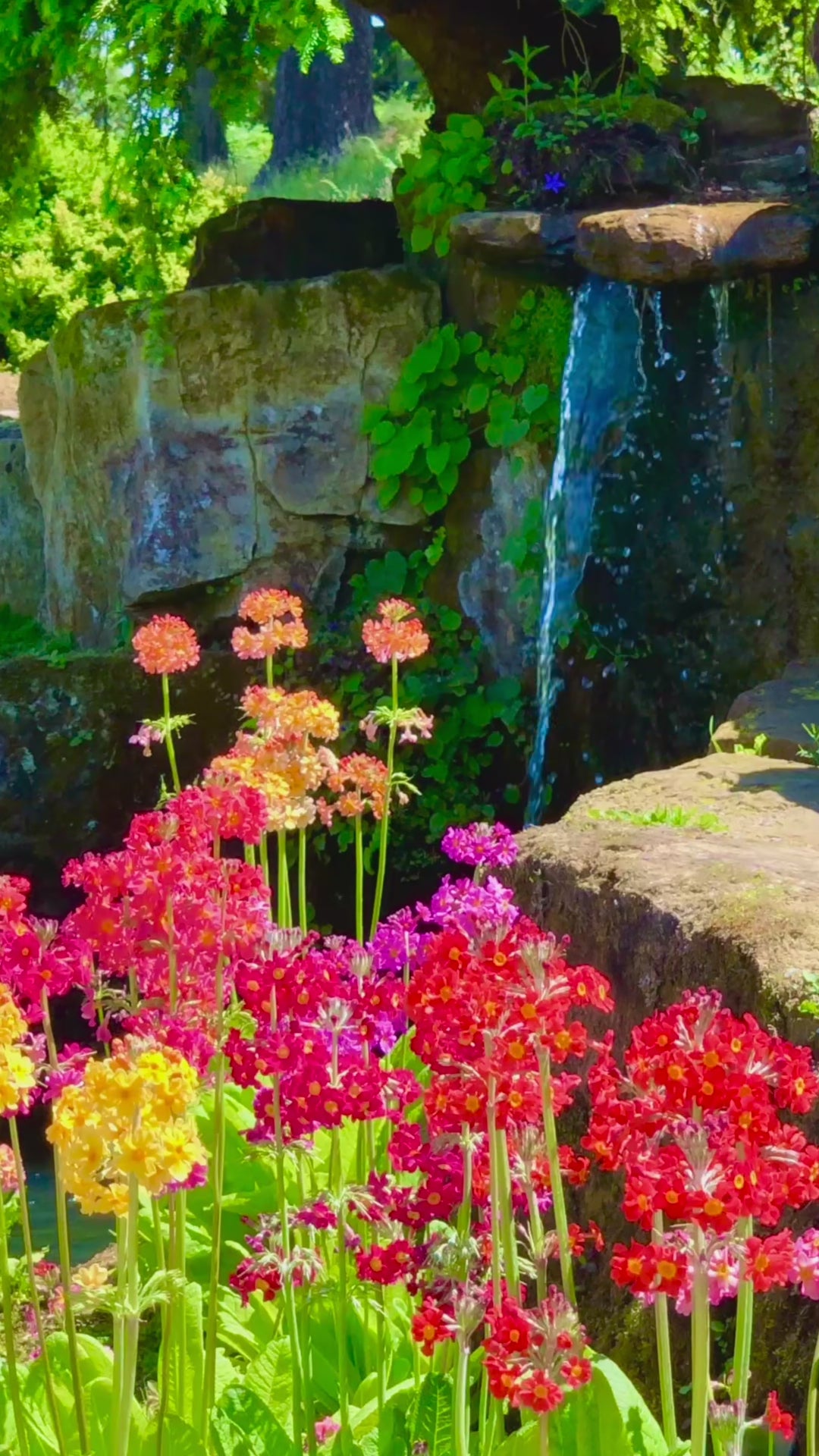 Load video: A video of Bright spring flowers bloom beside a mossy stone waterfall in a sunlit garden, where the sounds of water trickles gently into a shaded pool beneath vibrant greenery