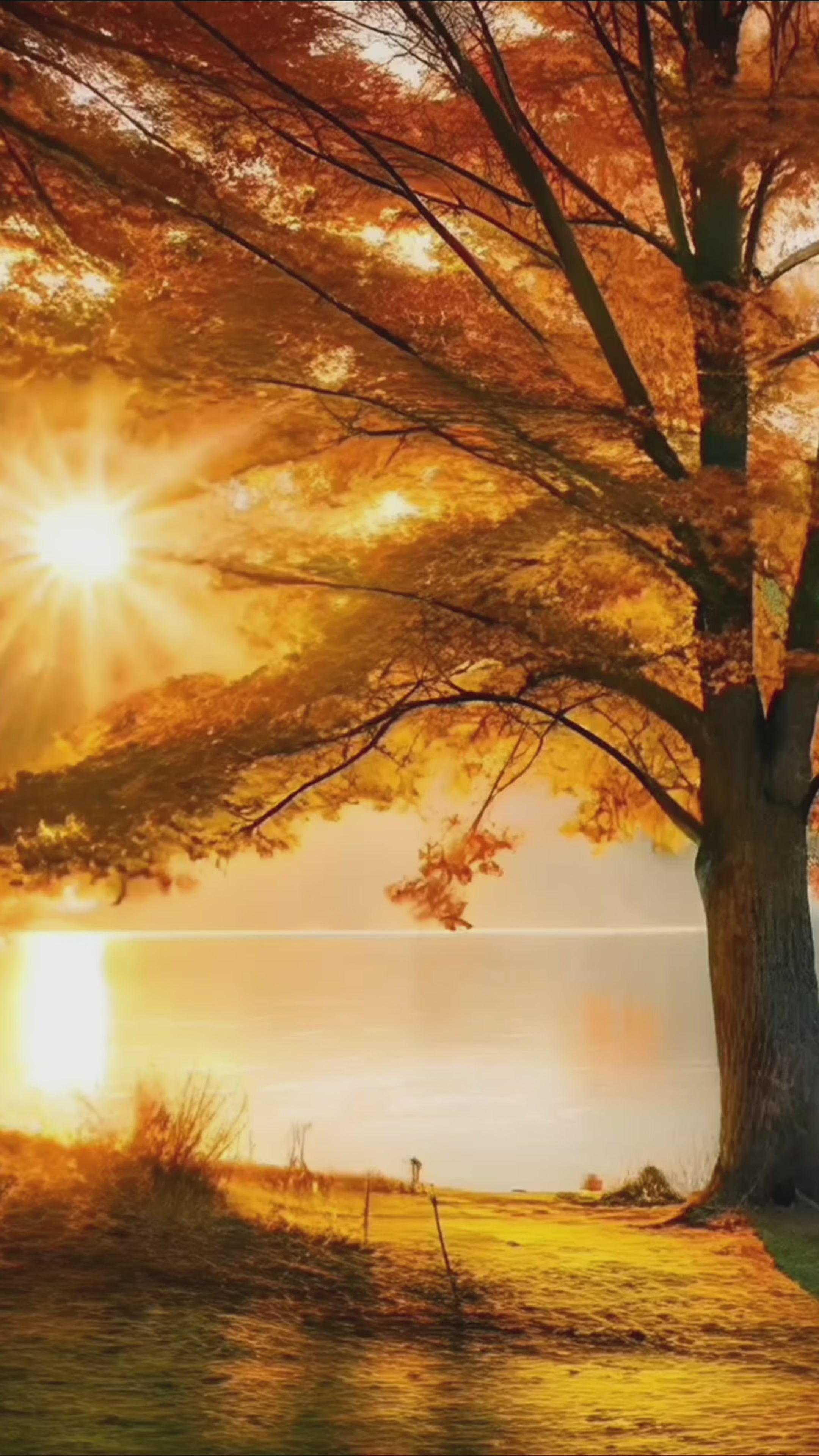 Load video: Video of Golden autumn trees reflected in a still lake, as sunlight filters through amber leaves in a peaceful forest landscape. Shades of Autumn Music excerpt