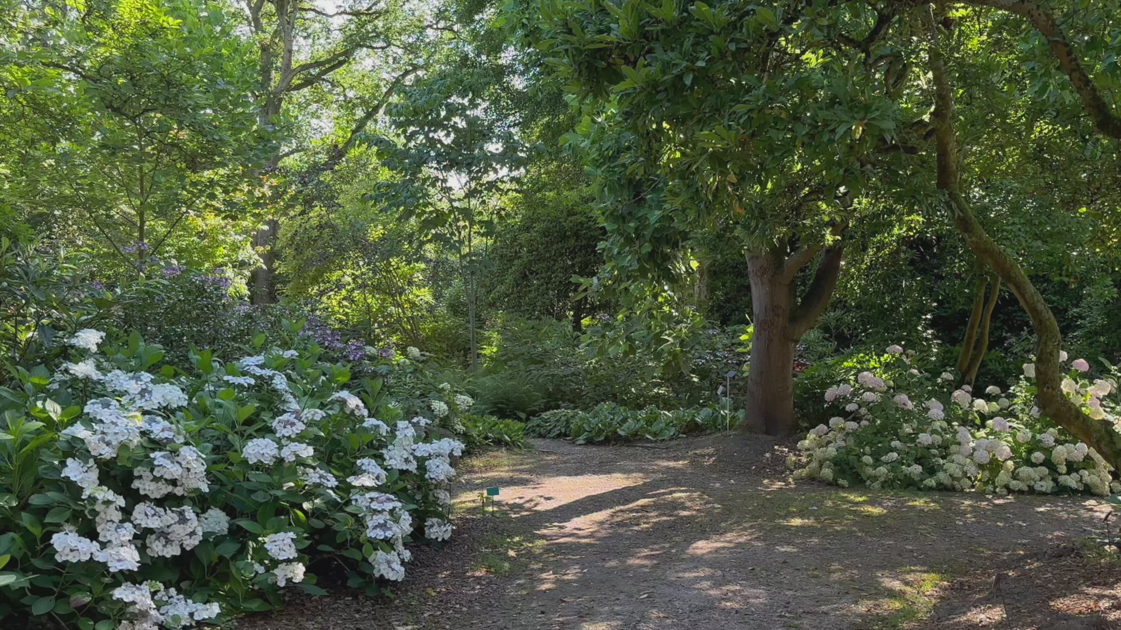 Załaduj wideo: Video of Peaceful garden path dappled with sunlight, surrounded by lush greenery and blooming white hydrangeas under the shade of mature trees.
