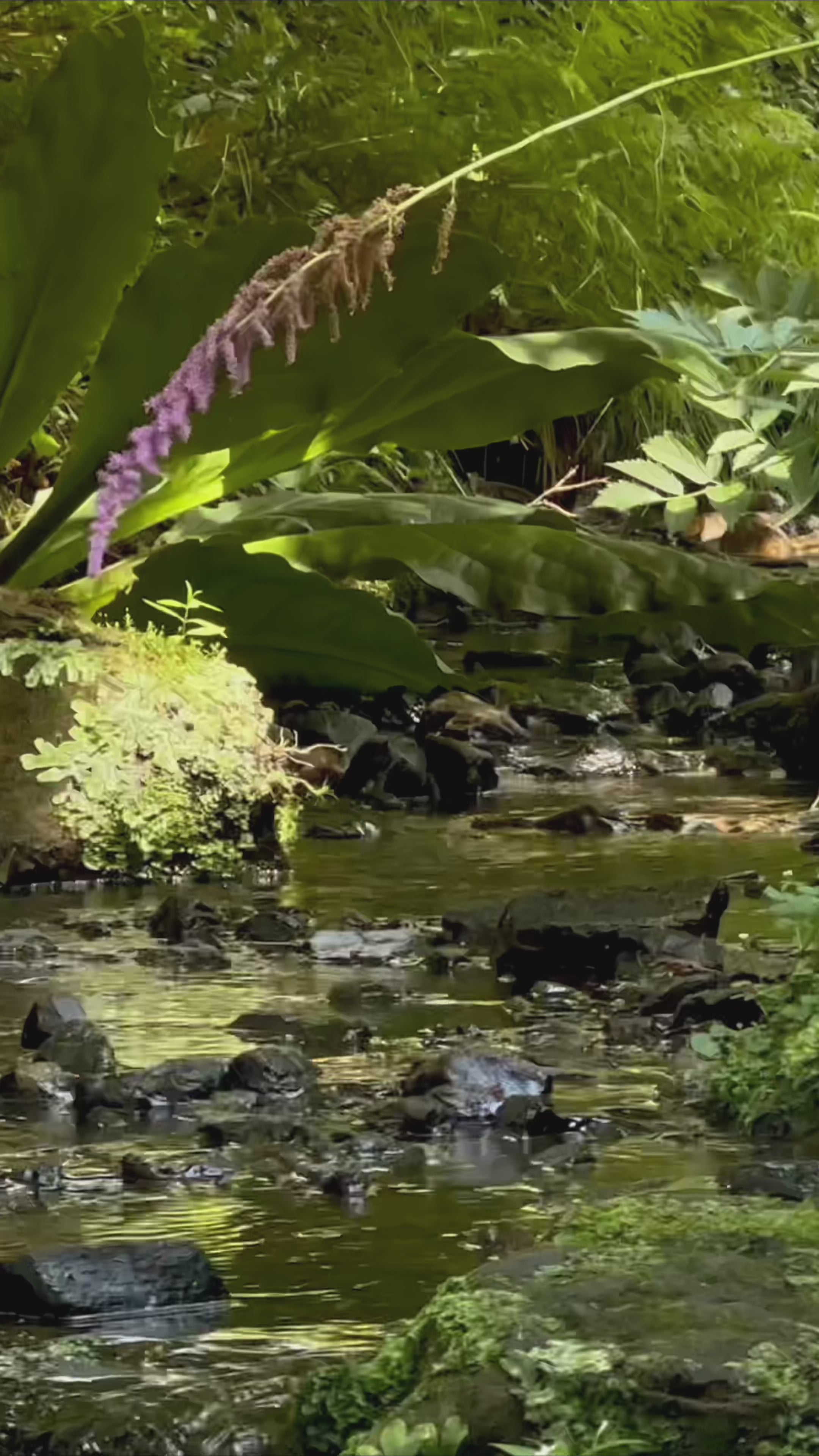 Load video: Mossy forest stream video with gentle flowing water, lush green leaves and ferns and a purple flower arching over a sunlit rock.