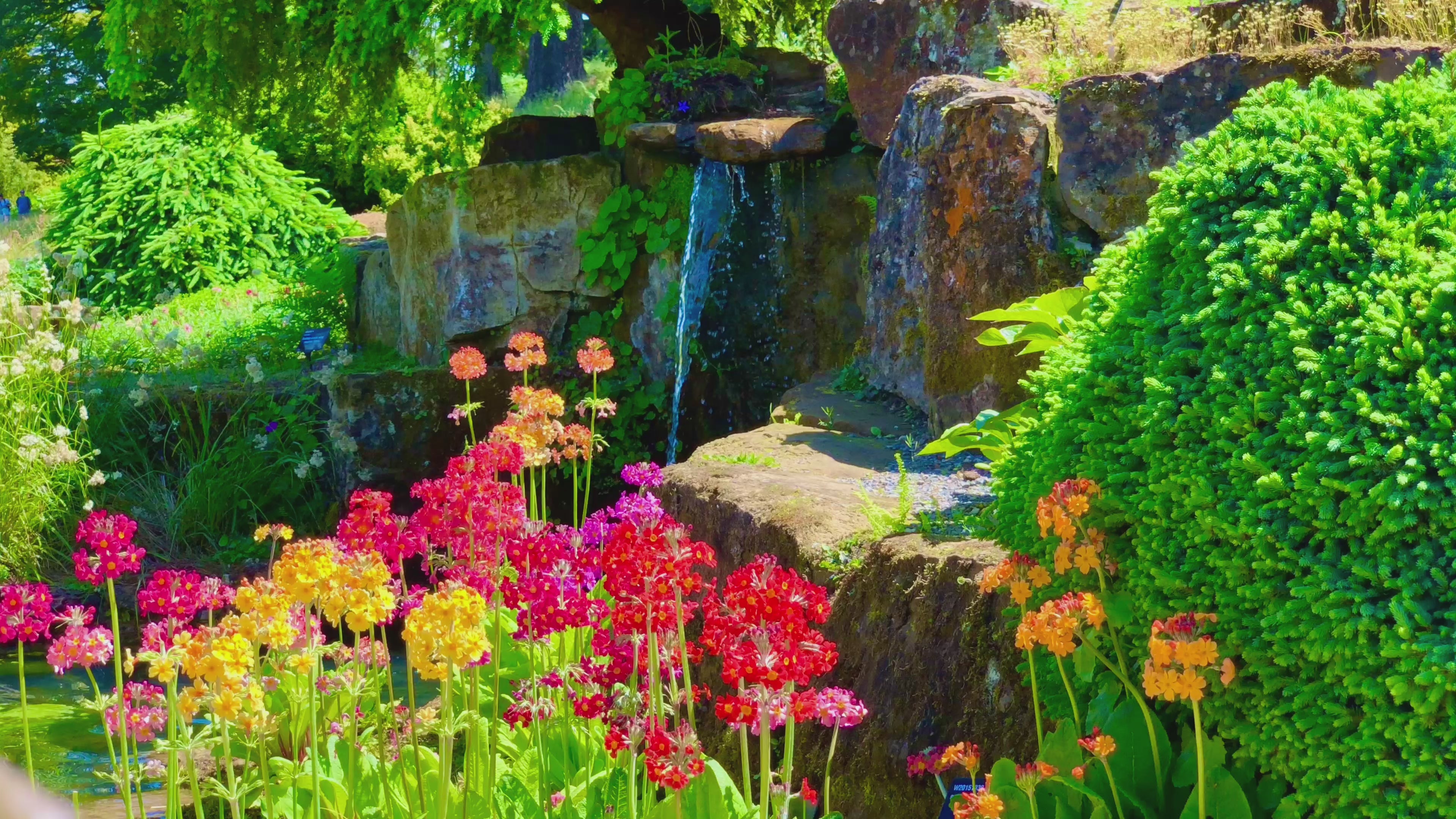 Load video: A video of Bright spring flowers bloom beside a mossy stone waterfall in a sunlit garden, where the sounds of water trickles gently into a shaded pool beneath vibrant greenery