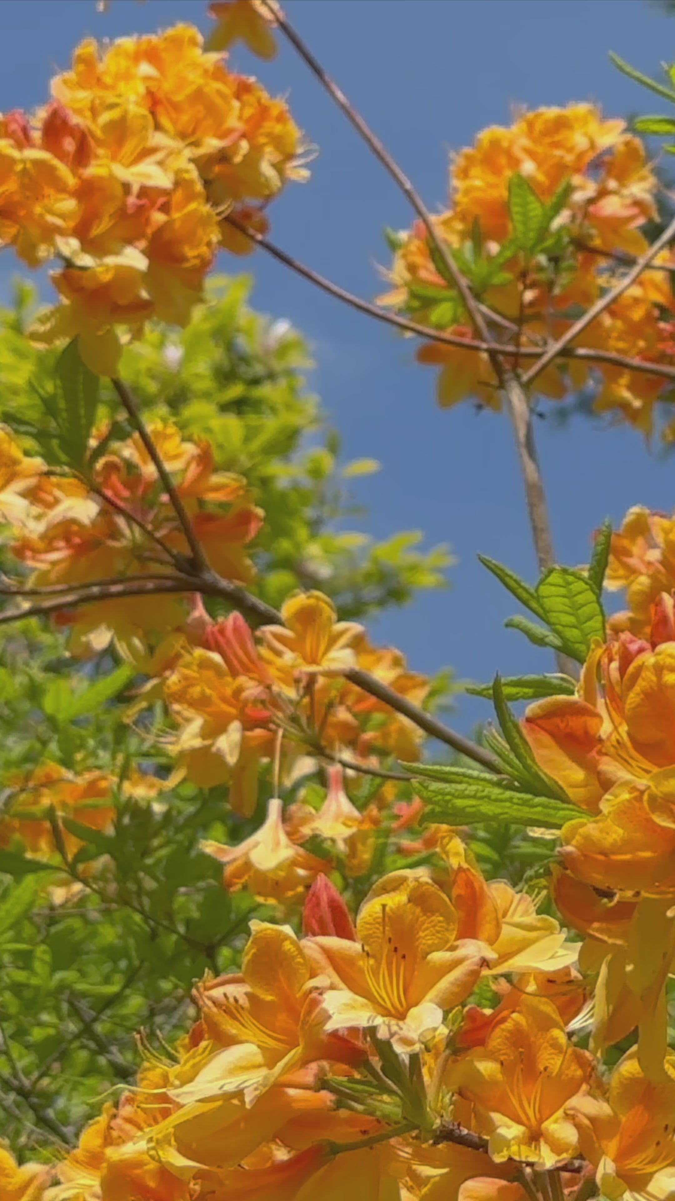 Load video: A video of bird song against Golden-orange azalea blossoms in full bloom against a clear blue sky, capturing the vibrant warmth of a sunlit spring day