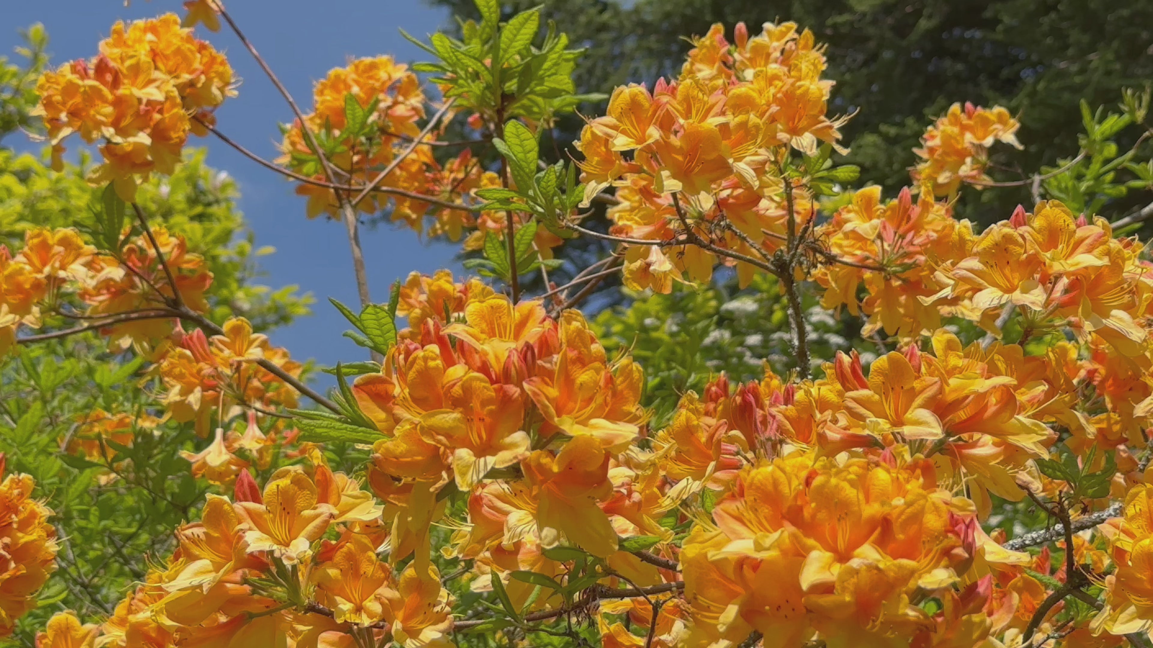 Load video: A video of bird song against Golden-orange azalea blossoms in full bloom against a clear blue sky, capturing the vibrant warmth of a sunlit spring day