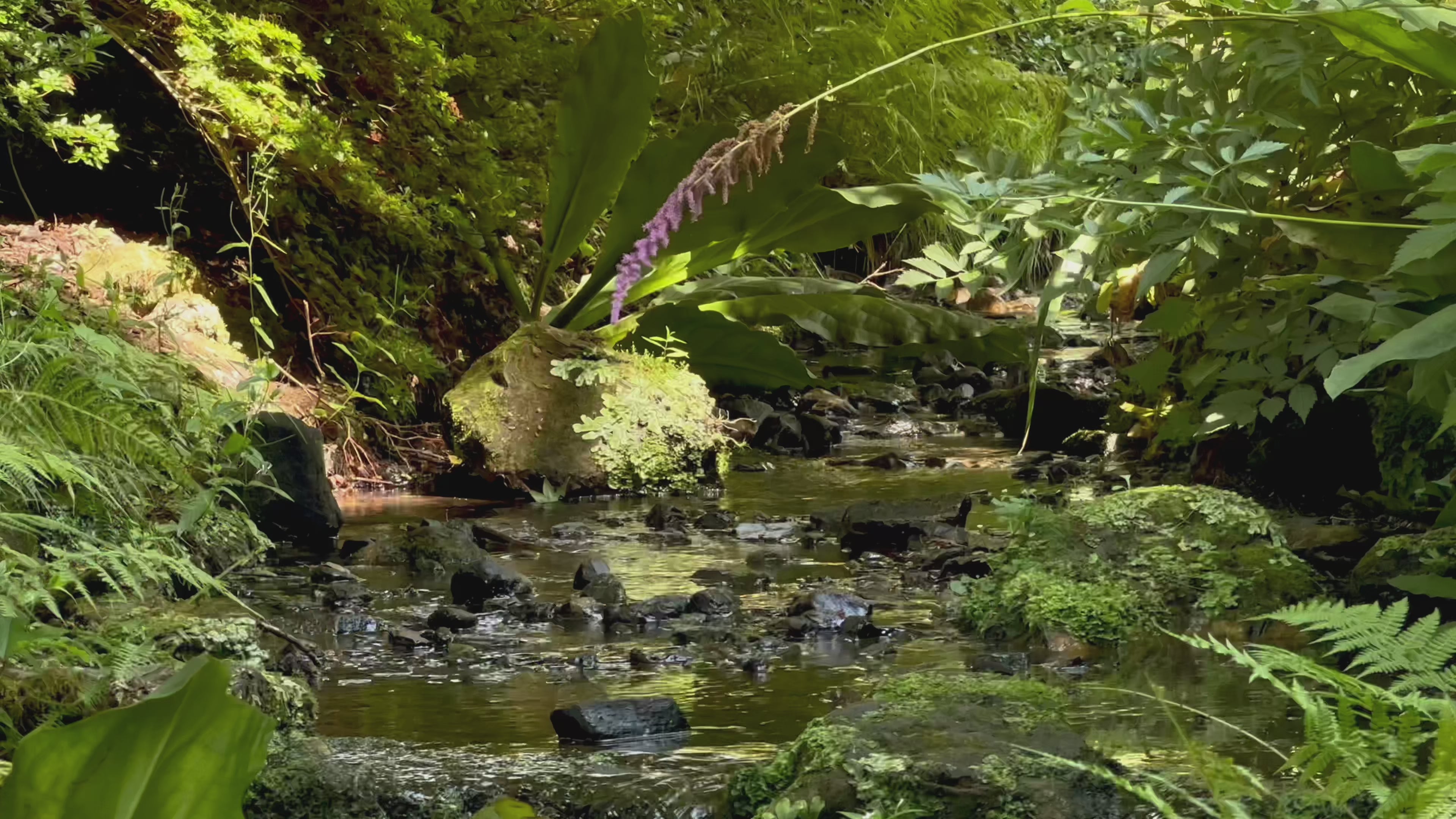 Load video: Mossy forest stream video with gentle flowing water, lush green leaves and ferns and a purple flower arching over a sunlit rock.