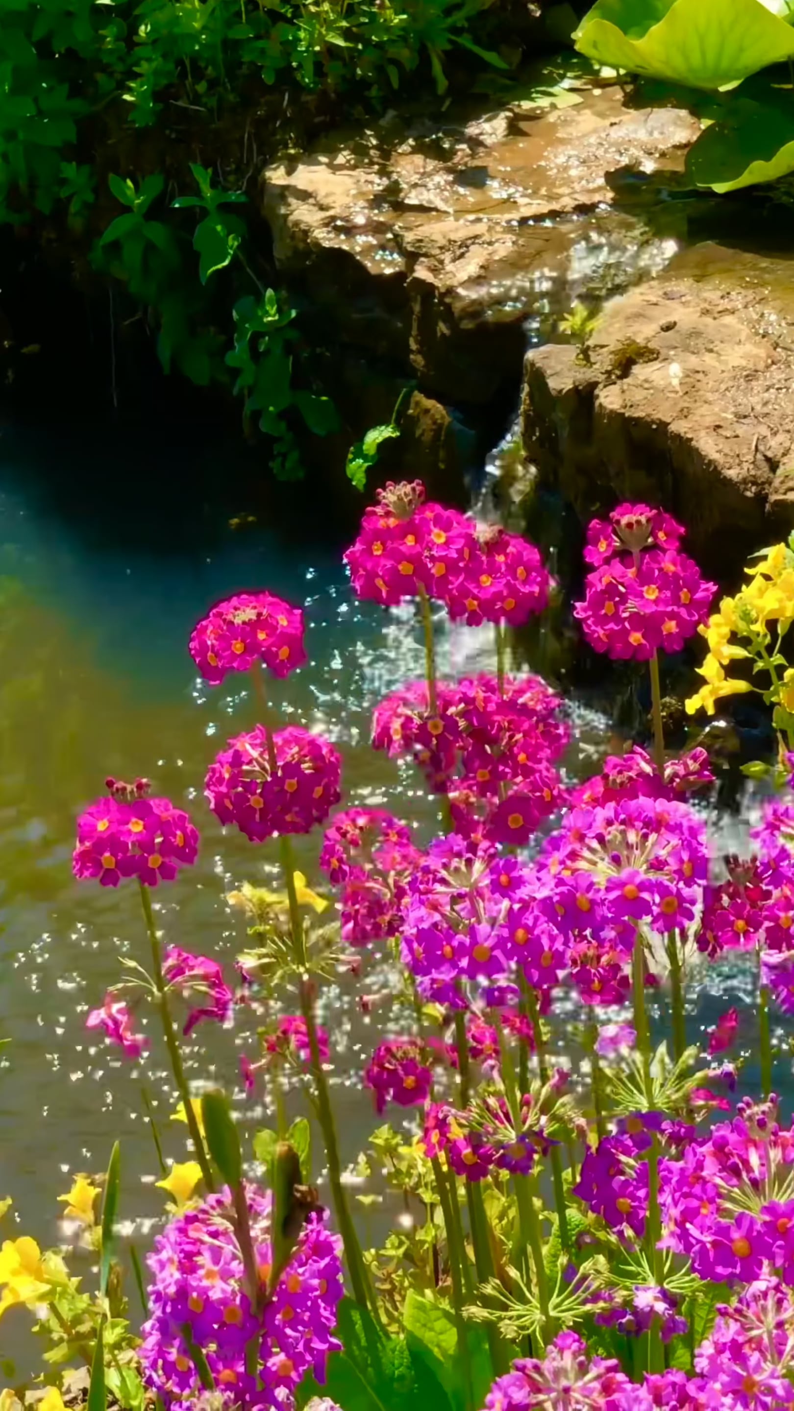 Load video: Water drop in pond during rain for deep sleep