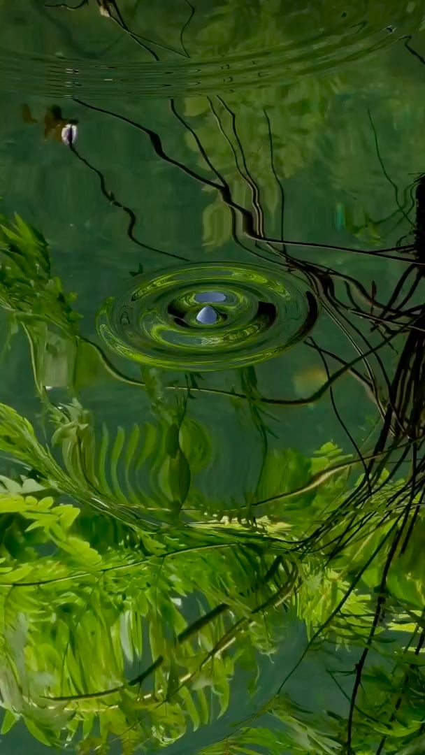 Load video: Water drop in pond during rain for deep sleep
