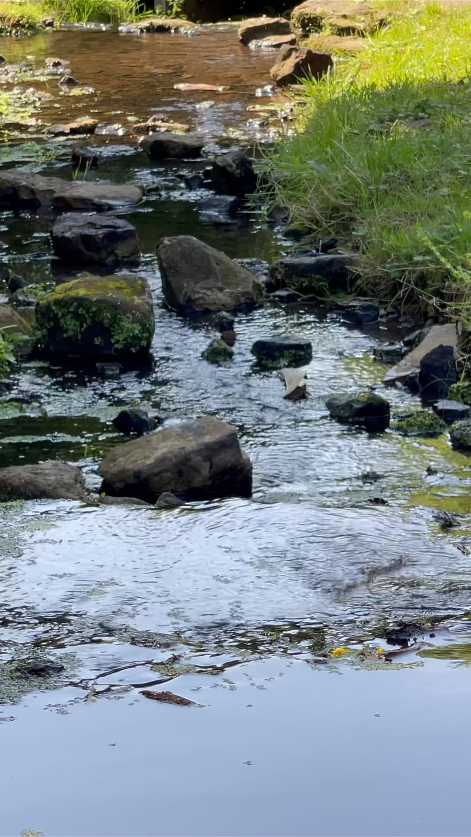 Load video: Water drop in pond during rain for deep sleep