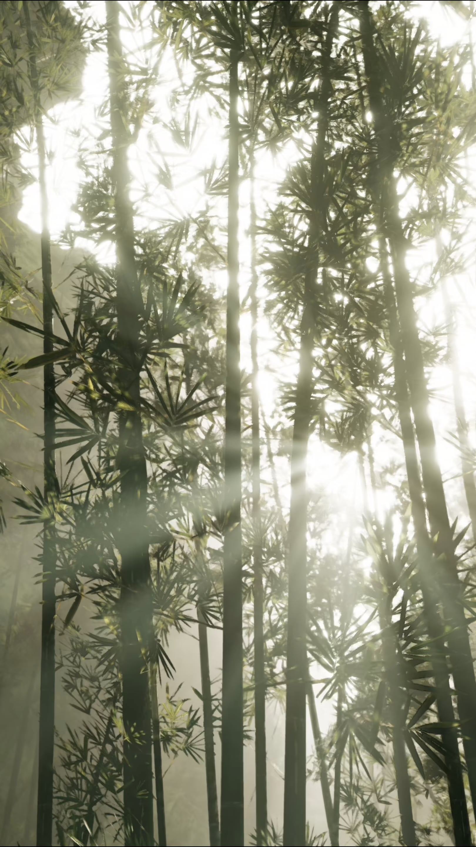 Load video: Zen Forest Meditation by Mindspace