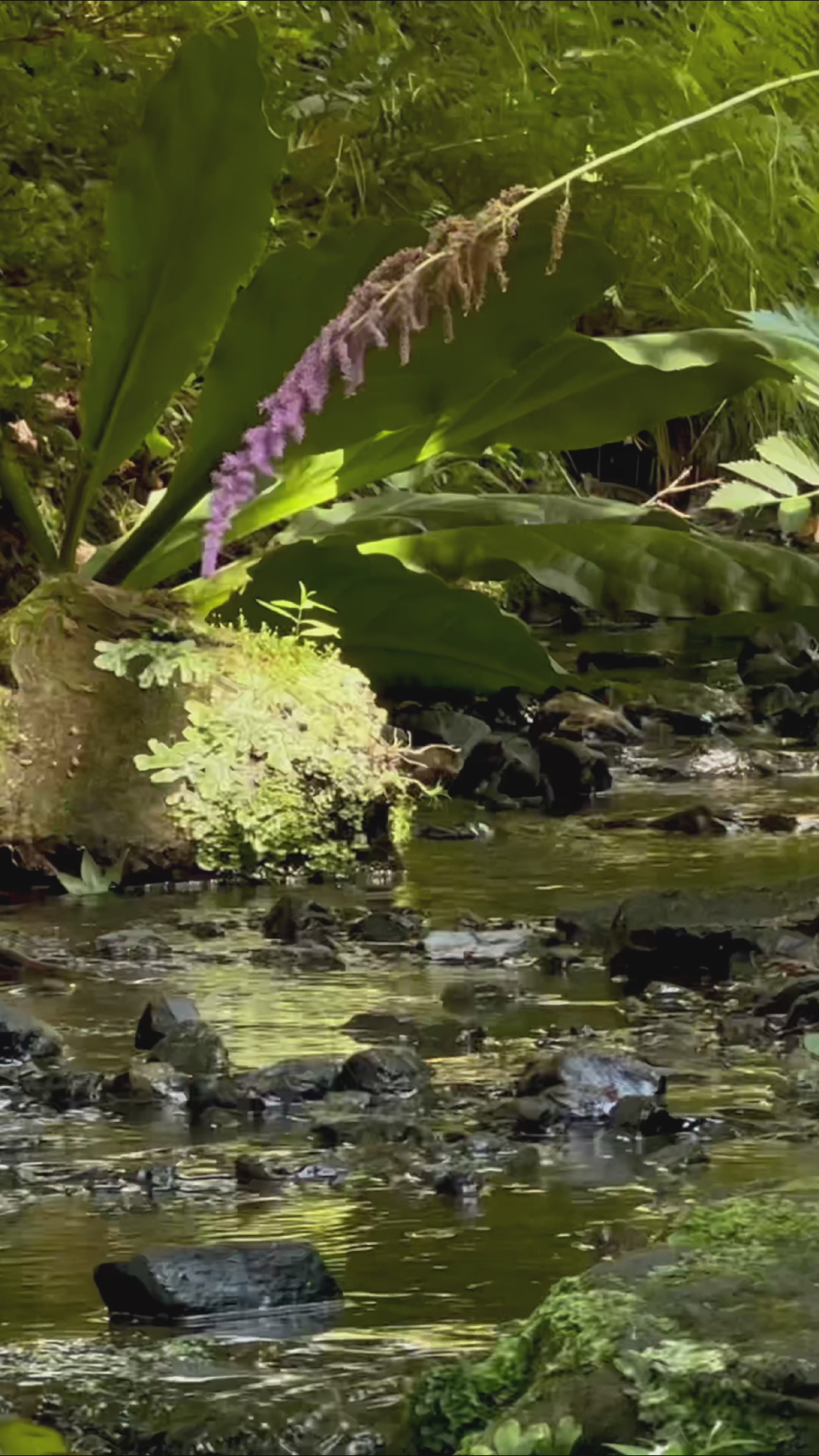 Load video: Mindspace Realms for Mindfulness