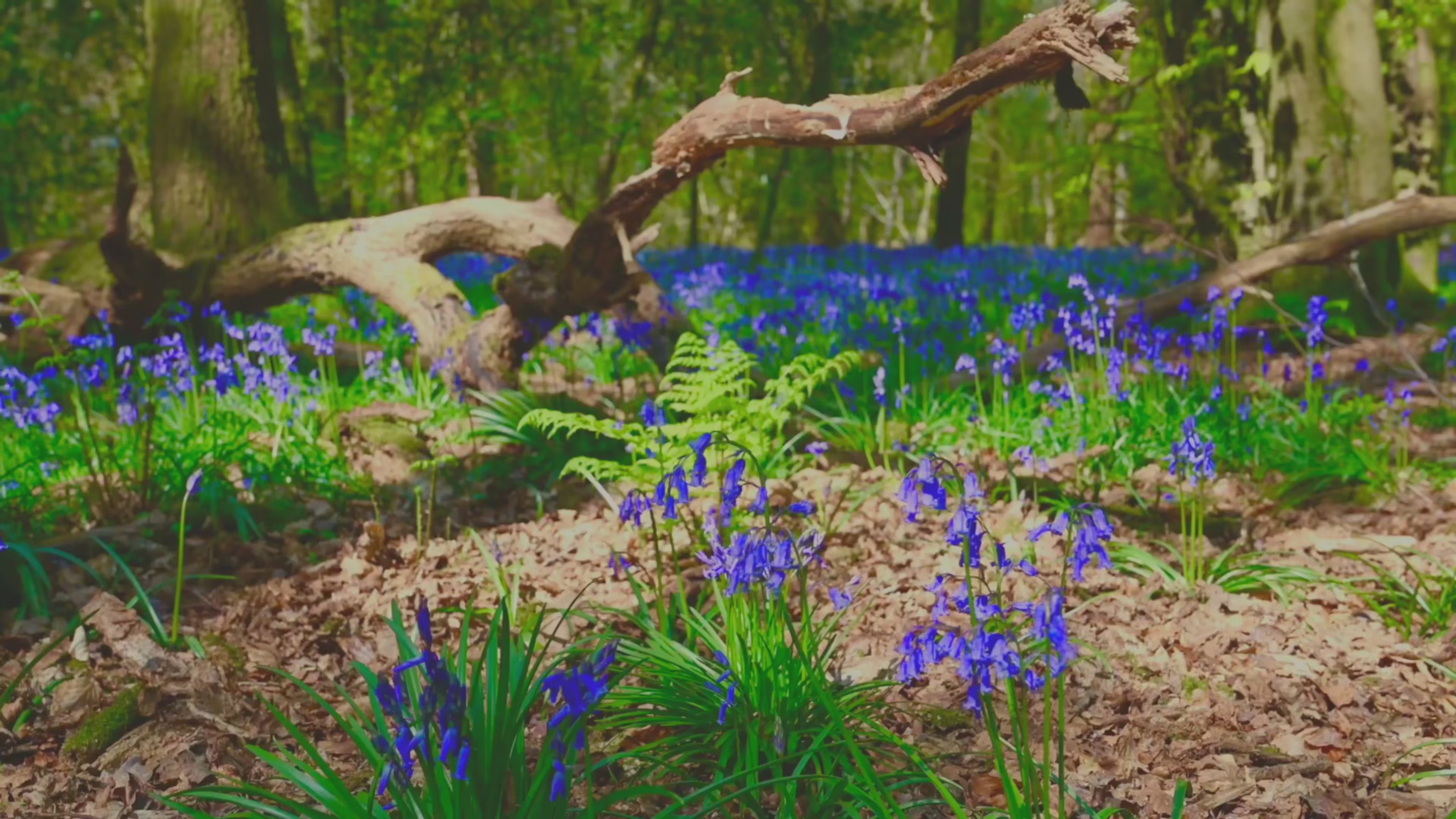 Load video: Mindspace Calm for Relaxation