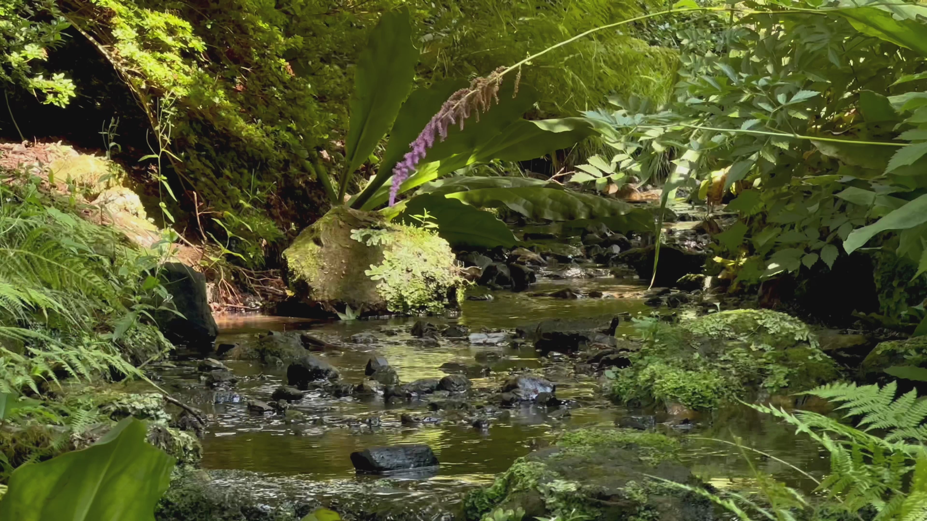 Load video: Mindspace Realms for Mindfulness