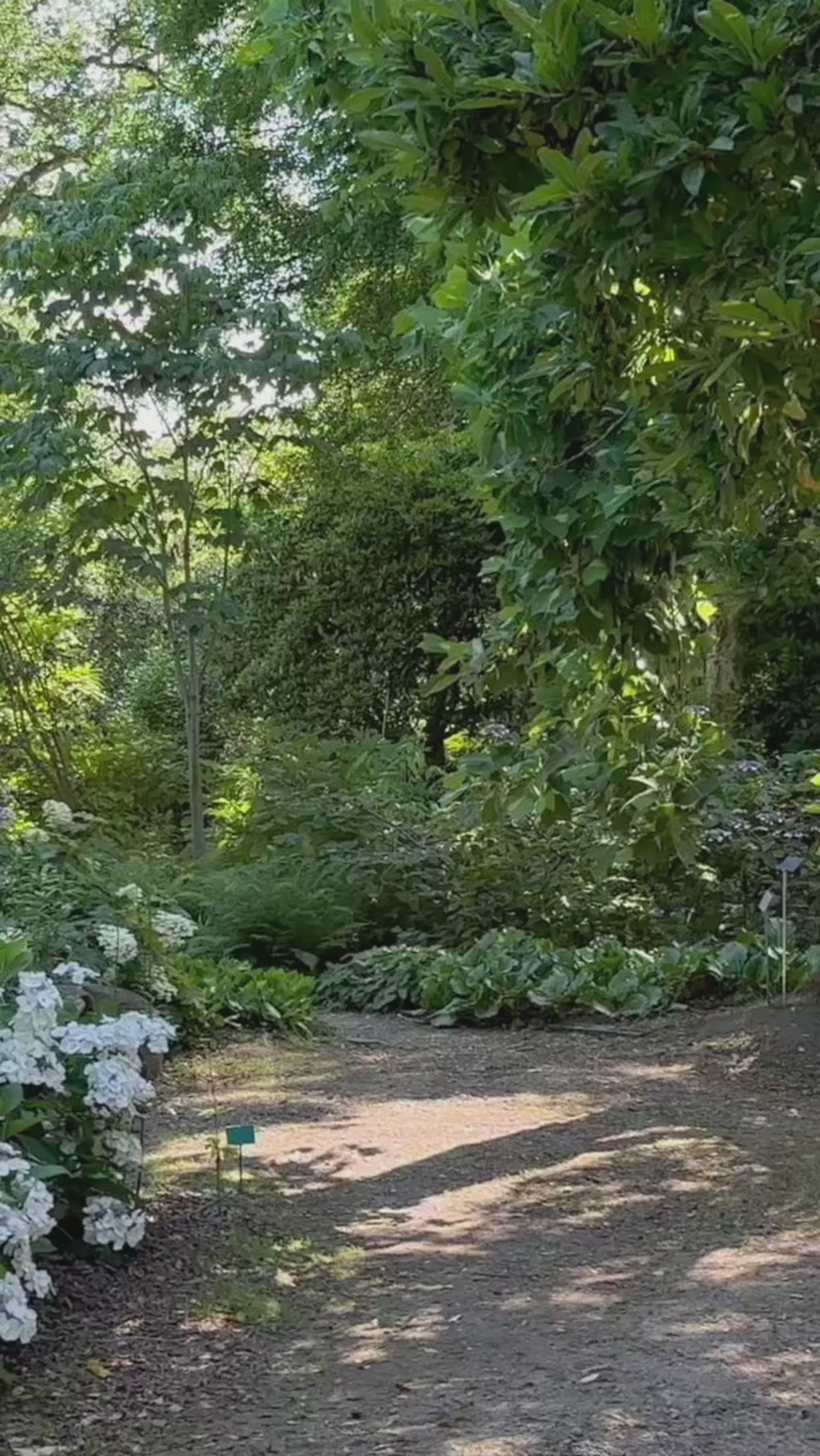 Załaduj wideo: Video of Peaceful garden path dappled with sunlight, surrounded by lush greenery and blooming white hydrangeas under the shade of mature trees.