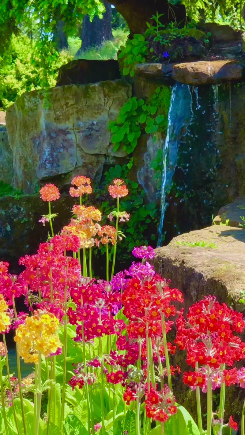 A video of Bright spring flowers bloom beside a mossy stone waterfall in a sunlit garden, where the sounds of water trickles gently into a shaded pool beneath vibrant greenery