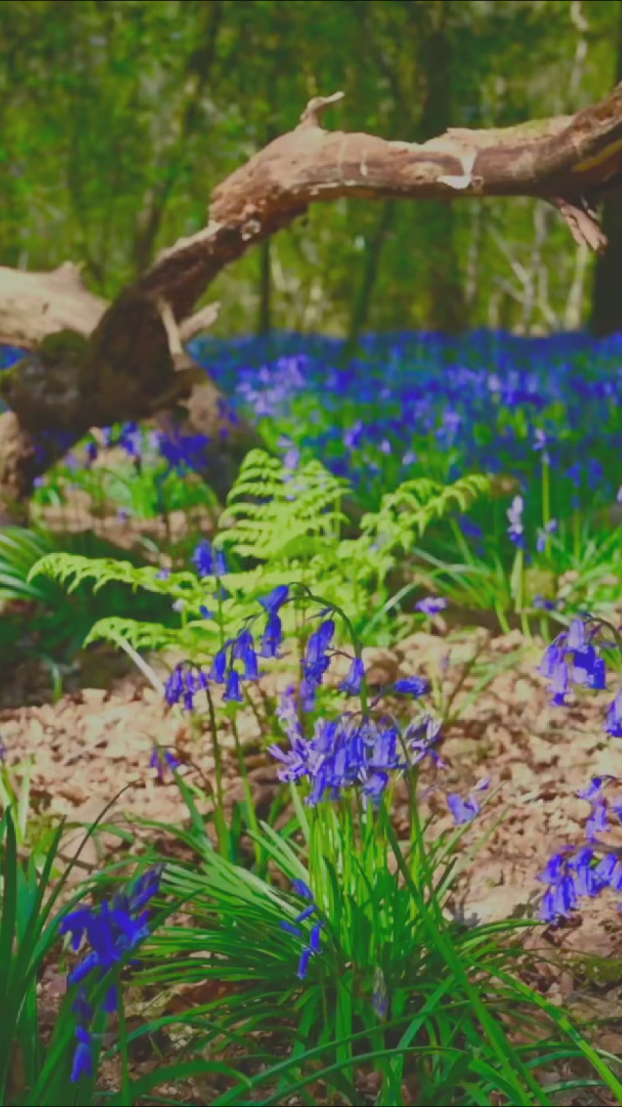 Load video: Mindspace Calm for Relaxation