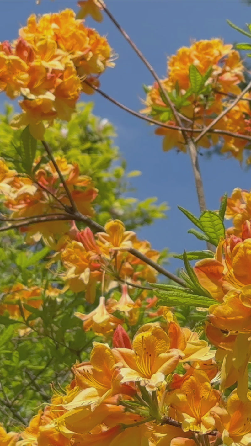 A video of bird song against Golden-orange azalea blossoms in full bloom against a clear blue sky, capturing the vibrant warmth of a sunlit spring day