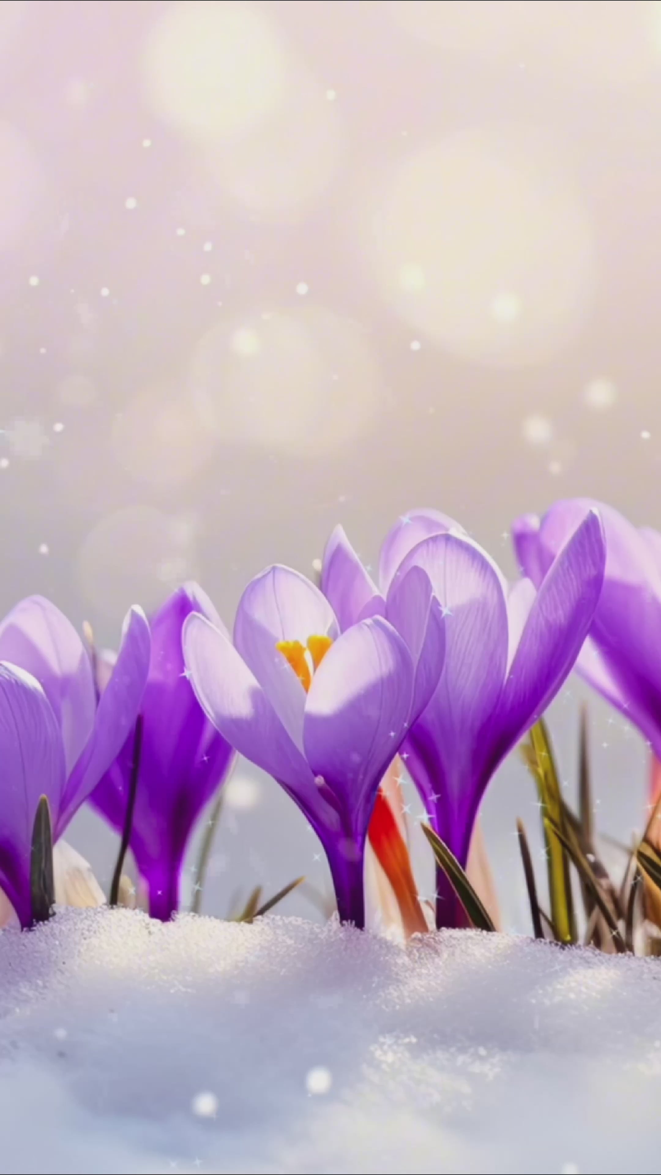 Load video: Blossom of Spring