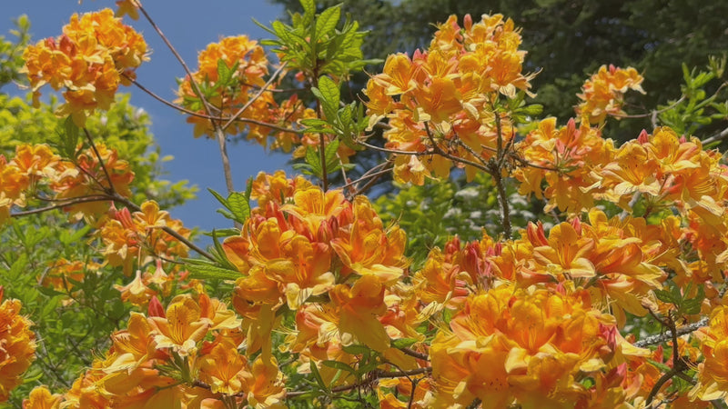 A video of bird song against Golden-orange azalea blossoms in full bloom against a clear blue sky, capturing the vibrant warmth of a sunlit spring day