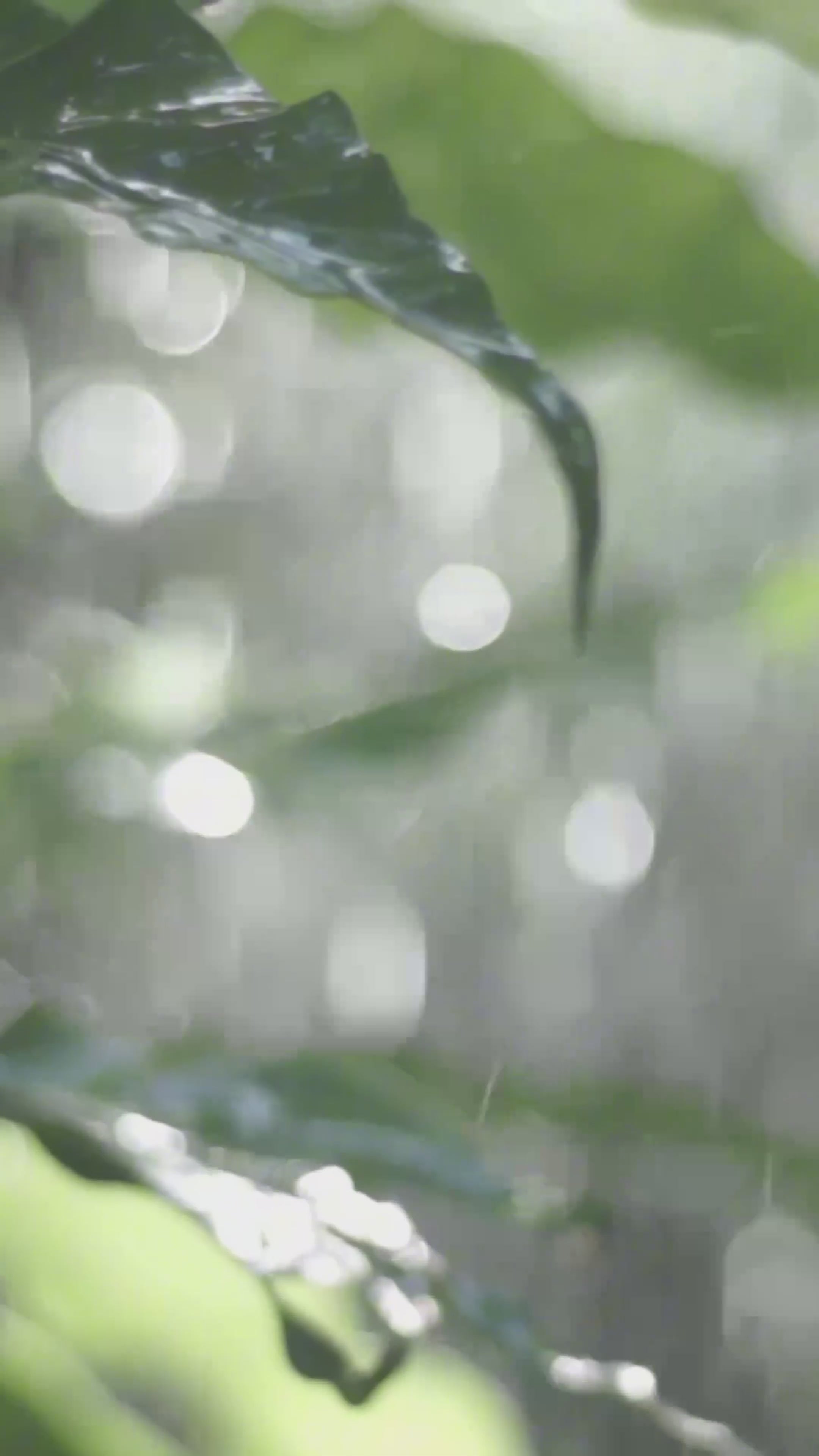 Load video: Mindspace Calm for Better Sleep