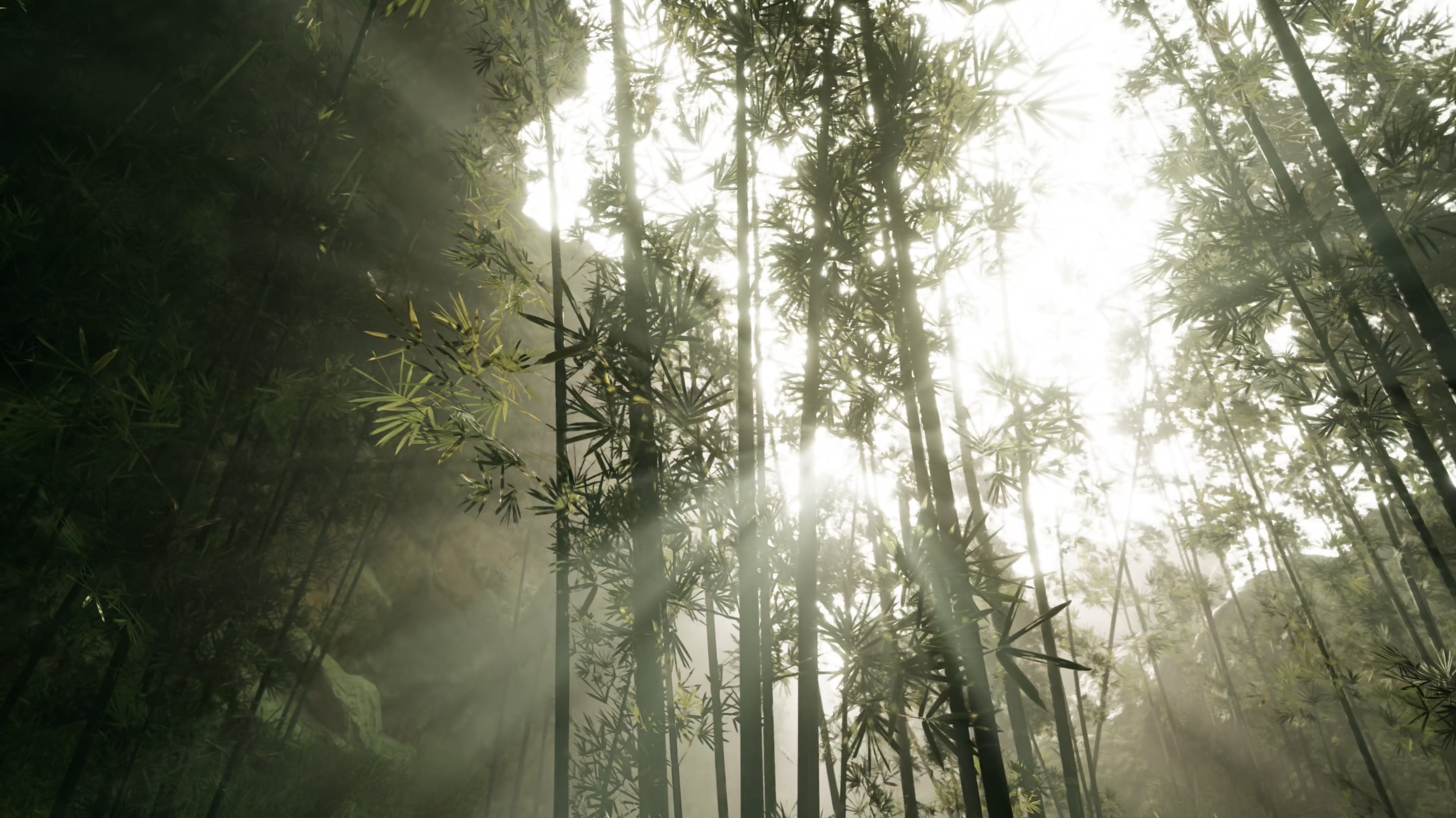 Load video: Zen Forest Meditation by Mindspace